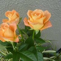 オレンジのバラ・・・・・