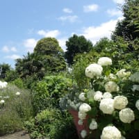 花壇の草取り