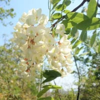 植物クロスワード（４７）『5月に咲く樹木の花』
