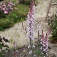 初夏・秋の花：リナリア・プルプレア