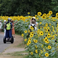 8月の昭和記念公園　後編　立川　2024
