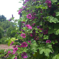 六月の薬用植物園は香りの劇場・・・