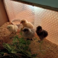 ひよこが5羽生まれました！