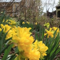 The daffodils in full bloom