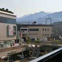 今年９回目のサボテンの花は「親と子サボテン」です