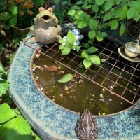 庭のビオトープ