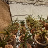 植え替え