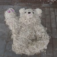 ポプラの綿毛で