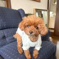 お友達です、トイプードルですと雄国沼のご案内