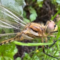 目についた虫あれこれ　　その3『ムギワラトンボ（麦藁蜻蛉）は俗称』