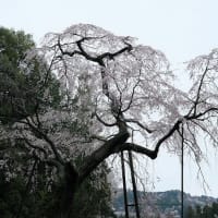 龍興寺の枝垂桜