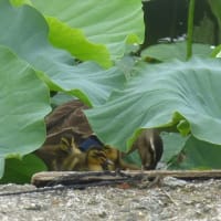 自力で脱出できない池　カルガモ親子ヒナ３羽　5日目