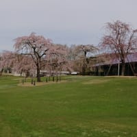 満開の桜の元でのラウンド