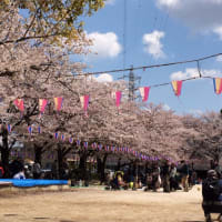 2014年花見。