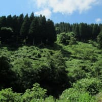 真夏の囀り、ホオジロ。(7/30＊水）