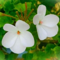 初夏に白き花々
