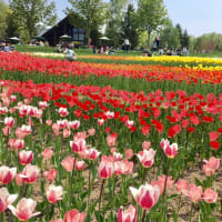 Tulip Festa @ Takino Suzuran Kyuryou Park