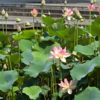 ニ千年の時を経て開花した大賀ハス～府中郷土の森公園～