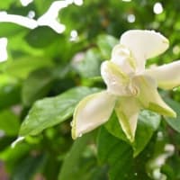 オオヤエクチナシが開花