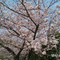 桜を見に行ってきました　２回目
