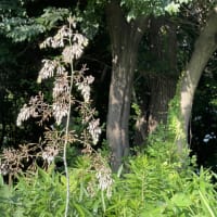 竹煮草