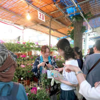 入谷鬼子母神の朝顔市にて