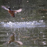 変更してko公園に