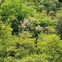 半日３座ミニ登頂
