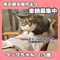東京都多摩市より保護猫の里親募集中
