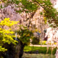 桜花に誘われて、大学キャンパス内での枝垂れ桜　（４月）