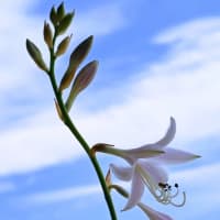 JULIE77歳と3日目。薄紫の擬宝珠17番ひとつ咲いて