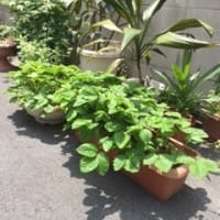 ジャム作りってこんなに簡単だったんだ