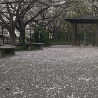 田越川の桜と管理用通路
