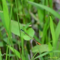 広島県世羅町紀行／コウノトリ　ブッポウソウ　ヒョウモンモドキ　ハッチョウトンボなど