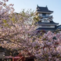 桜咲く候・・・おうかのこう　２０２５春