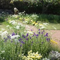「松阪農業公園ベルファームの初夏の花」見に行ってきました～(^^)