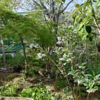 牡丹と日本サクラソウ＆坪庭の塀の解体