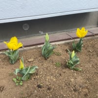 お庭では、、、