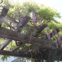 遊歩道のフジ…やっと！…風に揺れる花房に感動！