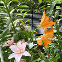 我が家の百合の花達