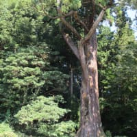 周南市　飛竜八幡宮　大玉スギ