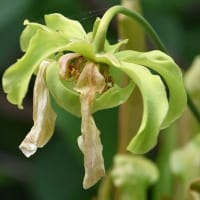 鉢植えの食虫植物（１）サラセニア  ａ、フラバ