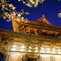  2025　京都さくら旅③（東寺-1）