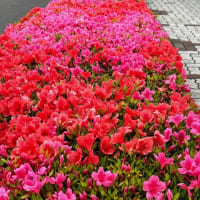 緑道にて正方形カットのサツキの花。筑紫唐松