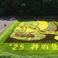 田んぼアート㏌樫津