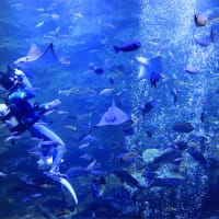 京都水族館　kyoto Aquarium　グランドオープンしました　