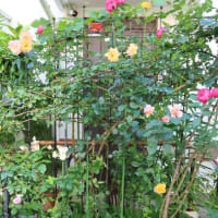 24/5/18　”LA VIE EN ROSE”の生育状態：　花後の処理：今日から花ガラ摘み作業の開始