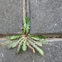 オサンポ walk - 植物plant : スキマ草 Sukima-soh--壁の模様の一部であるかのように like a part of the pattern on the wall