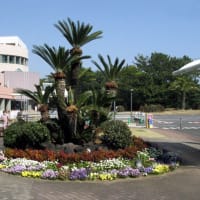 今日の鴨川　　25/03/23