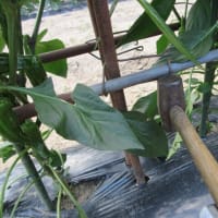 ピーマンは早くも誘引支柱を上げふところ枝を整理